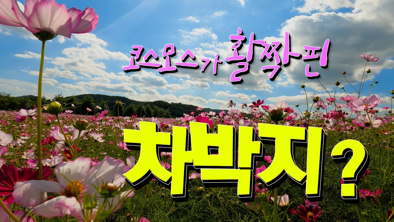 코스모스가 활작핀 파주 임진강변 율곡습지공원 캠핑 차박, 차박을 안해도 오고 가며 구경하고 가세요 썸네일