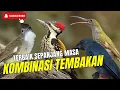 Download Lagu MASTERAN TERBAIK BURUNG LOMBA!! MATERI TEMBAKAN SEJALUR KASARAN - JUARA KALAU MATERI INI BISA MASUK