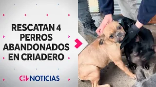 Sin agua ni comida: PDI rescató a cuatro perritos de criadero clandestino