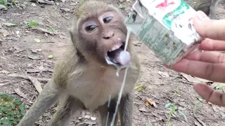 monkey drink milk cant stop laugh funny monkey video drinking and playing