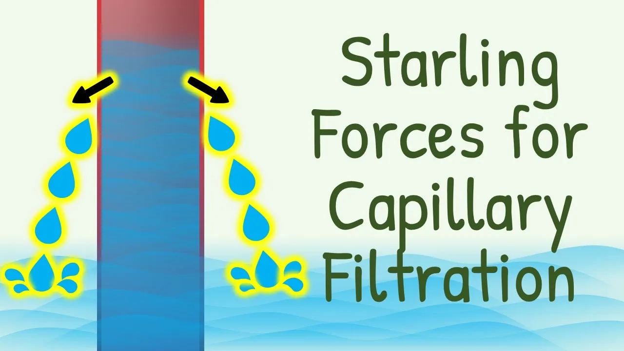 Fluid Filtration Across Capillaries || Starling Forces for Capillary Filtration || Microcirculation