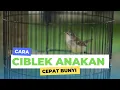 Download Lagu Cara menggacorkan ciblek anakan