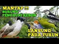 Download Lagu Kutilang ribut part 2 || kombinasi prenjak atas tarung kapasan kemiri sogon dan sirtu jantan betina