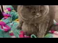 Why Do CATS sit like this ??