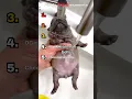 TOP 5 pibble moments