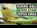 Download Lagu KICAUAN SUARA BURUNG TEPUS EMAS SI KECIL KUNING BERSUARA LANTANG