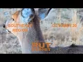 Southeast Rut Report Young Bucks Are Dogging Does