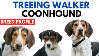 Treeing Walker Coonhound Breed Profile History - Price