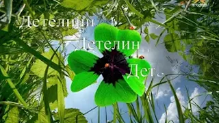 ДЕТЕЛИНИ Лили Иванова 