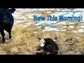 Checking Cows After the Snow Two More Calves on the Ground