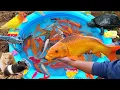 Menangkap ikan mas besar dikolam, ikan hias, ikan koi, ikan lele, ikan cupang, ikan akuarium, burung