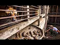 Download Lagu How Civet make World Most Expensive Coffee - Civet Coffee Farming - Coffee Harvest and Processing