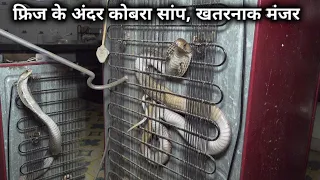 फ्रिज के पीछे बहुत बड़ा कोबरा सांप, बाल बाल बच गई जान | The cobra snake was hiding behind the fridge