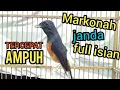 TERCEPAT❗murai batu betina gacor full isian ampuh sebagai pendongkrak murai agar emosi bongkar isian