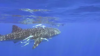 Whale Sharks Are REAL!!! – Ep. 145