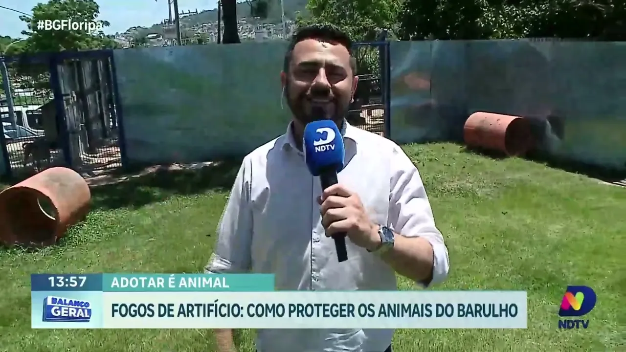 Ano novo sem estresse: como proteger seus animais do barulho dos fogos