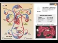 GIZMOS Circulatory system interactive
