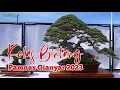 Download Lagu KELAS BINTANG @PAMNASBONSAIGIANYAR2023 MP3