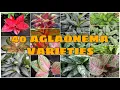 40 Most Beautiful Aglaonema Varieties That Add Color Into Your HOME