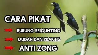 Download mikat burung srigunting||cara mudah mikat burung srigunting||mikat burung srigunting pakai MP3. MP3