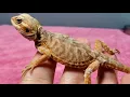 VERY SICK SILKBACK BEARDED DRAGON SILKIE THE WORST BEARDED DRAGON DAY 1 DO NOT BUY THESE AS PETS