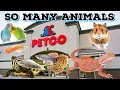 ALL The ANIMALS at PETCO