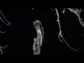the song of Common Potoo
