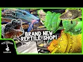 TOURING A BRAND NEW REPTILE SHOP IN SOUTH FLORIDA Cold Blooded Kingdom