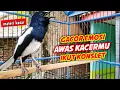 Download Lagu GACOR EMOSI AWAS KACERMU IKUT KONSLET !! PANCINGAN KACER GACOR FULL ISIAN BIKIN KACER KONSLET.