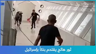 ثور هائج يقتحم بنكا بإسرائيل 