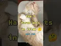 Download Lagu Top 5 Haram pets in islam 🐱 #haram #pets