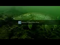 Download Lagu Netherlands Pike Scuba diving