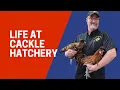 Cure to baby chick Pasty Butt Cackle Hatchery