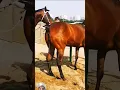 Download Lagu #horse #equestrian #animals #cowboys #automobile #meeting #hoursepower #shortvideo