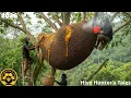 Lagu 2026 Forest Honey Harvest — Collecting Wild Honey with an Enormous Gourd