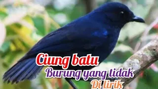 Download Review burung ciung batu MP3