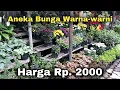 Download Lagu BERBAGAI JENIS BUNGA DI KOTA BATU CUMA RP. 2000 AJA 😱
