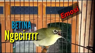 pleci female create emotion male pleci