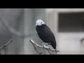 Download Lagu Ciri-ciri anakan Bondol oTo sebelum mutasi, White-capped Munia before mutation