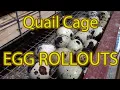 How to build a Stacked Quail Cage - with Egg rollout trays