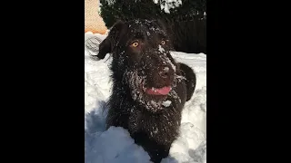 Buster sees snow for the 1st time and does this!