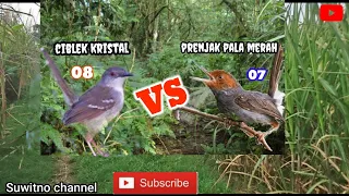 Download Suwara burung ciblek kristal vs prenjak kepala merah MP3