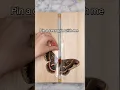 Insect Pinning - pinning a cecropia silk moth