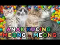 Download Lagu kucing lucu ANAK KUCING MEONG MEONG - kucing meong meong - kucing kawin - KUCING PERSIA LUCU
