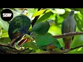 Download Lagu 🟡terbaru suara burung walik kembang | punai kembang 100% JERNIH dan paling ampuh