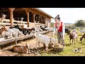 Buy 500 Goats from Farmer and Transport by Horse-Drawn Cart to Countryside Market | Bushcraft Farm