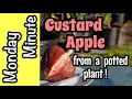 Monday Minute - Custard Apple from a Potted Plant