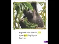 Start Right Reader Apes