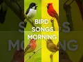 Download Lagu Suara Burung Pagi | Kicau Burung Asli untuk Relaksasi, Meditasi, Fokus \u0026 Tidur Nyenyak
