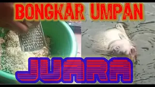 Download Bongkar rahasia umpan juara umpan ikan mas MP3